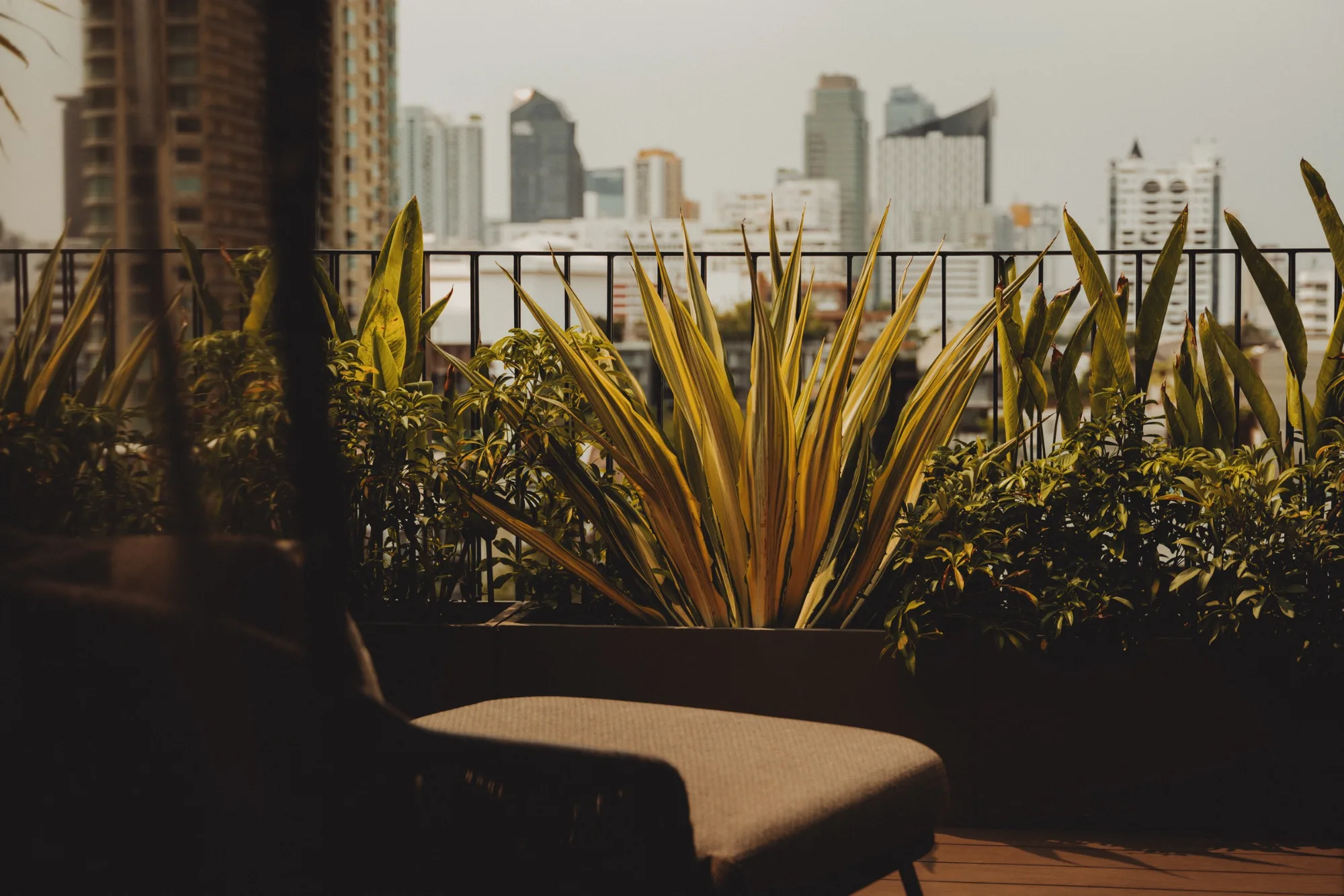A lounger on the terrace at Public House Bangkok, planting in the foreground and the Sukhumvit skyline beyond